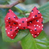 Coccinelle
