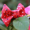 Coccinelle