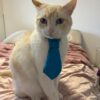 cravate pour animaux bleu