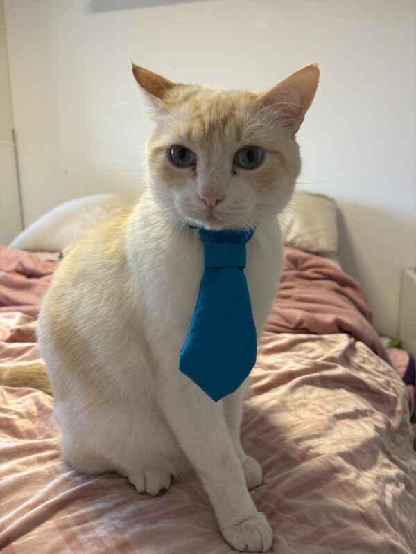 cravate pour animaux bleu