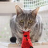 cravate pour animaux coquelicot