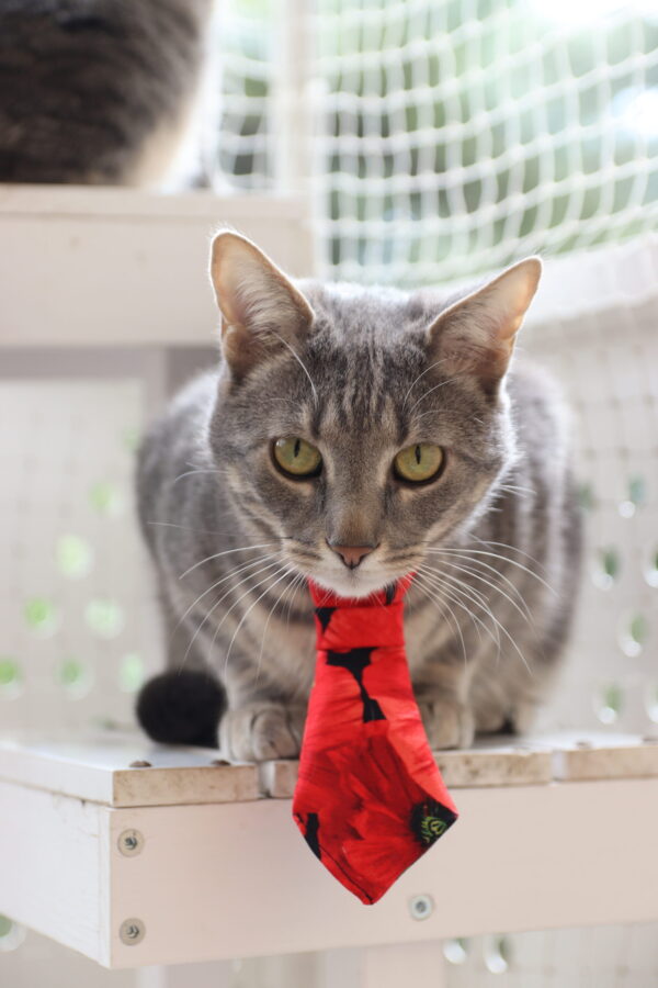cravate pour animaux coquelicot